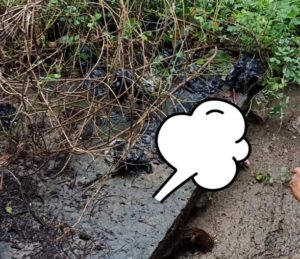 Biadab! Bayi Baru Lahir Dibunuh Ibu Kandungnya Sendiri