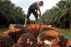 5.000 Ha Lahan Warga di Meranti  Berstatus Konsesi PT NSP