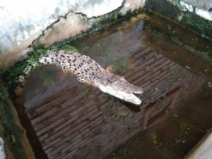 Buaya Muara Dekati Pemukiman, Warga Heboh