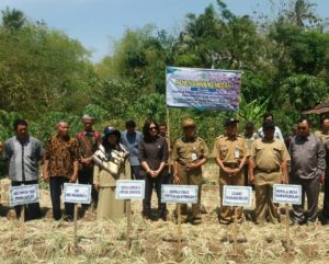 Kemarau Panjang Kelompok Tani Maju Lancar Penen Raya