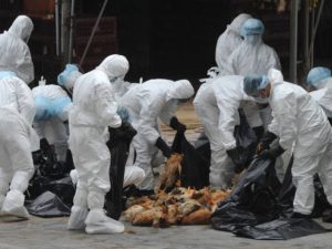 Laporan dari China, Wabah Flu Burung H5N1 Terjadi di Hunan