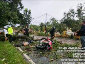 AY Tewas Ditempat Setelah Menabrak Pohon Tumbang