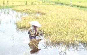 Akibat Luapan Das Barito, Ratusan Hektar Tanaman Padi Sawah Terendam Banjir