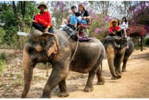 Menyedihkan, Turis ke Thailand Sepi, Gajah Dibiarkan Kelaparan