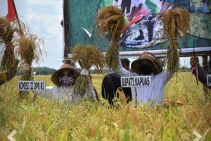 Peringatan HUT RI Ke 75 Kabupaten Kapuas Lakukan Panen Raya