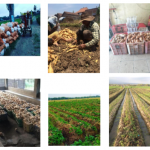 Utamakan Pelayanan, CV Arindo Makmur Ciptakan Inovasi Budidaya Ubi Jalar