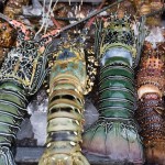 Poyuono : Izin Ekspor Benih Lobster Banyak Diberikan kepada Kader Gerindra dan  Keluarganya
