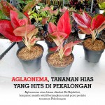 Aglaonema, Tanaman Hias Yang Hits di Pekalongan