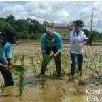 Pemkab Bartim Laksanakan Tanam Padi Varietas Siam Busu di Desa Tampa