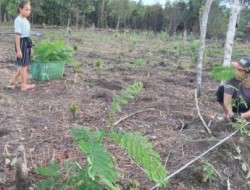 Desa Balawa Mendapatkan Bantuan Bibit Pohon Sengon dari Kementerian