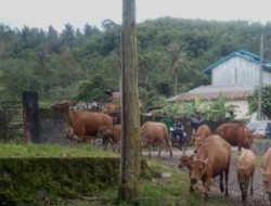 Terindikasi Virus Jembrana, 9 Ekor Sapi Mati di Puskeswan Curup