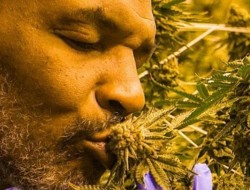 Sejak 1 November 2021 Pengguna Mariyuna Bisa Direhabilitasi