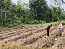 Pemerintah Desa Bagok Gelar Tanam Jagung dan Kedelai