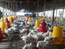 Pertama Kali Usaha Budidaya Ayam Broiler, Pemerintah Desa Didi Siap Panen