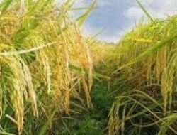 Karena Terkendala Banjir Para Petani Belum Bisa Tanam Padi