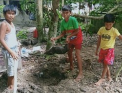 Demam Babi Serang Empat Kecamatan di Wilayah Bartim