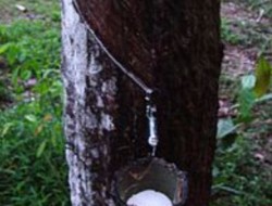 Harga Karet Turun, Daya Beli Petani Karet Lemah