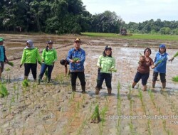 BPP Bartim Laksanakan Tanam Padi Varietas INPARI pada Musim Tanam ASEP 2023