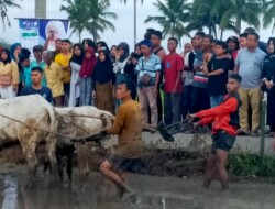 Lestarikan Adat Anak Nagari, Rezka Oktoberia Saksikan Lomba Pacu Jawi di Taruko