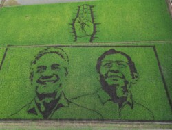 Seniman Pari Corek Sulap Sawah Jadi Gambar Ganjar-Mahfud, Sebagai Bentuk Dukungan dan Kecintaan ke Paslon 03