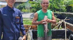 Sempat Jatuh, Usaha Ternak Lele Binaan Bukit Asam (PTBA) Bangkit dan Berkembang