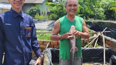 Sempat Jatuh, Usaha Ternak Lele Binaan Bukit Asam (PTBA) Bangkit dan Berkembang