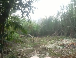 Diduga Ada Perusakan Lingkungan Hidup di Kawasan Pelabuhan Penasahan Painan, Warga Minta DLH dan Gakkum Turun ke Lokasi